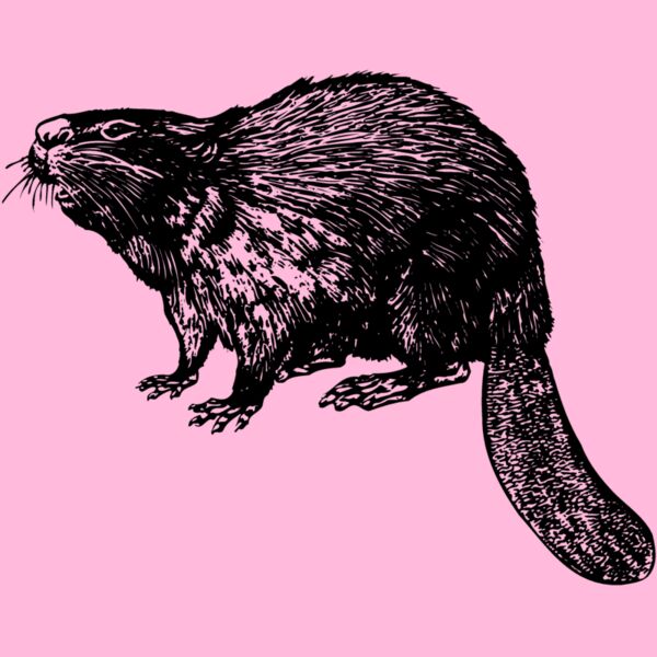 BEAVER02 Thumbnail