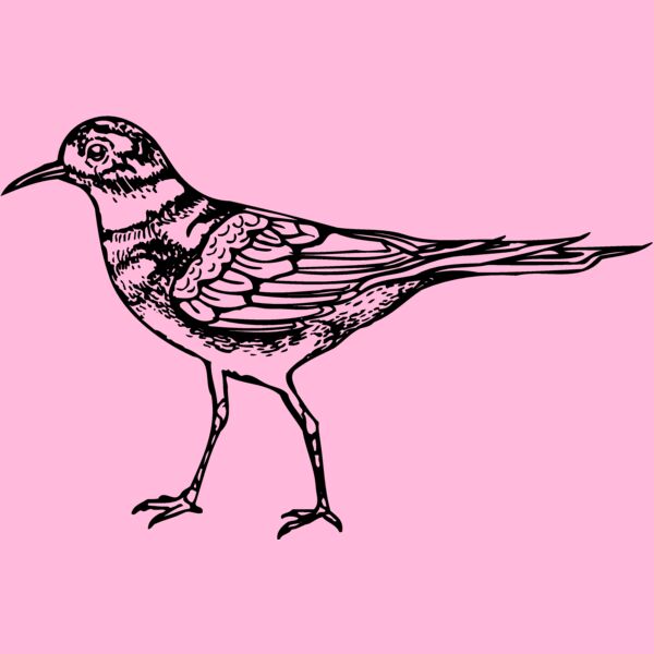 BIRD007 Thumbnail