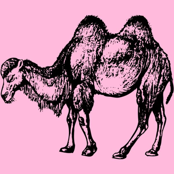 CAMEL002 Thumbnail