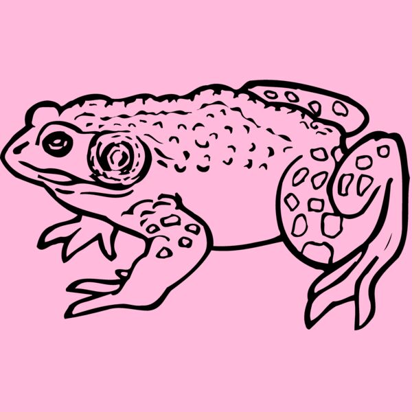 FROG02 Thumbnail